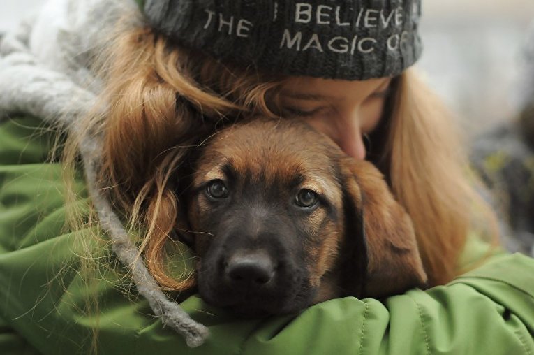"Зеленые" призывают снять с рассмотрения законопроект об эвтаназии животных